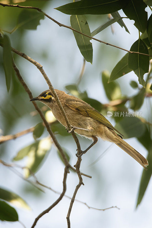 黄脸蜜蛉(Caligavis chrysops)